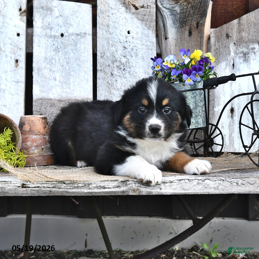 Australian Shepherd dogs Arnold - Ad 2