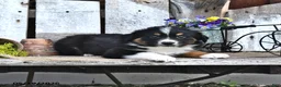 Australian Shepherd dogs for sale: Arnold - Ad 2