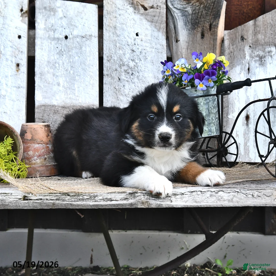 Australian Shepherd dogs for sale: Arnold - Ad 2