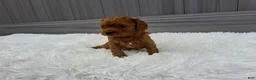 Cavapoo dogs for sale: Nugget - Ad 4