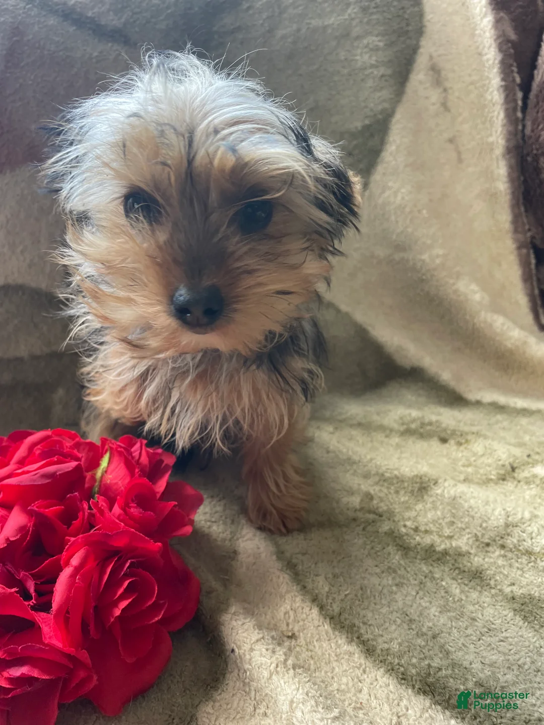 Yorkshire Terrier dogs for sale: Buddy - Ad 2