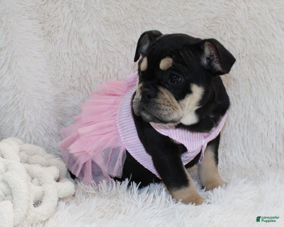 English Bulldog dogs for sale: Paris - Ad 6