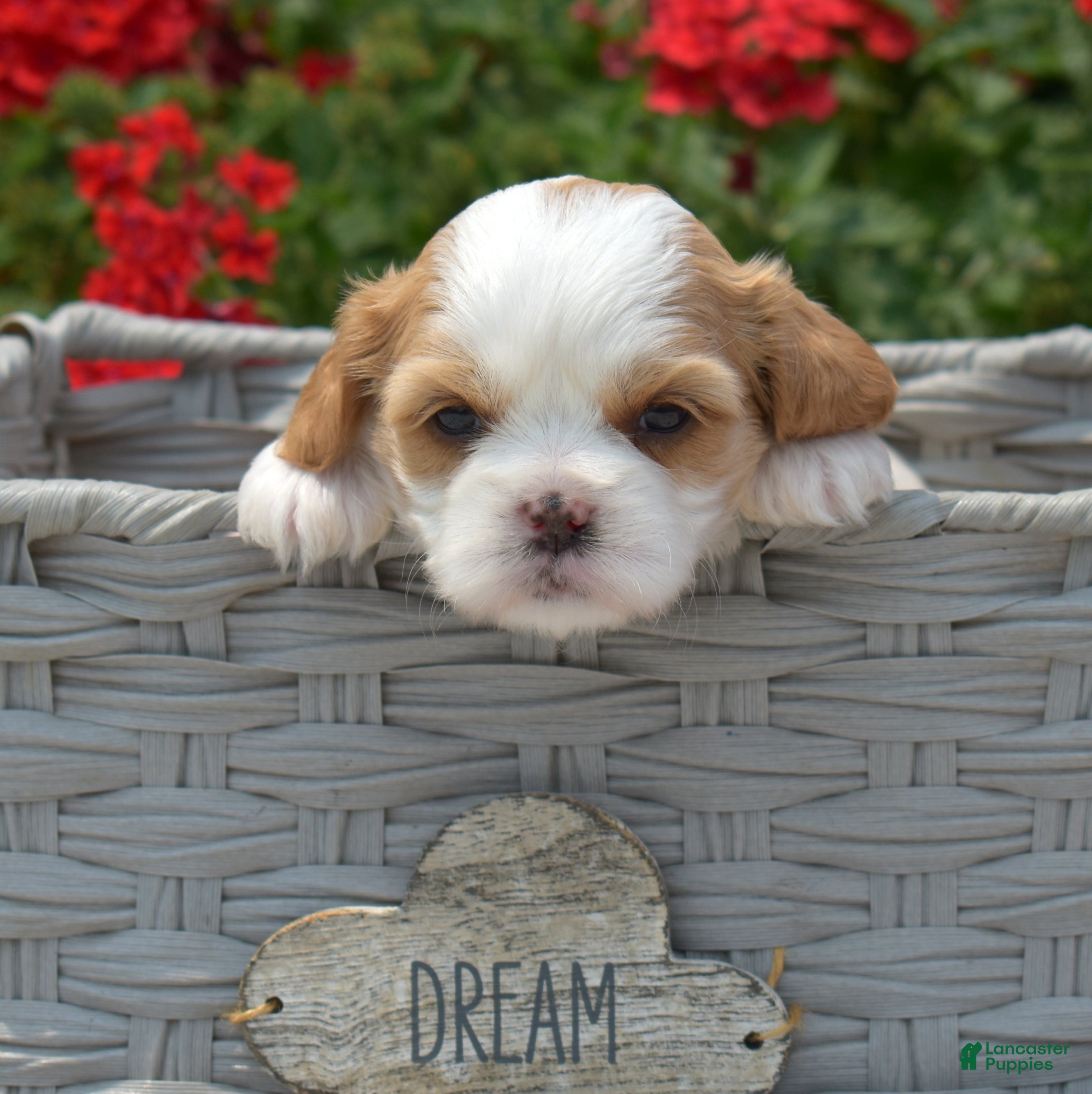 Mixed Breed dogs Blossom - Ad 2