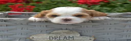 Mixed Breed dogs for sale: Blossom - Ad 2