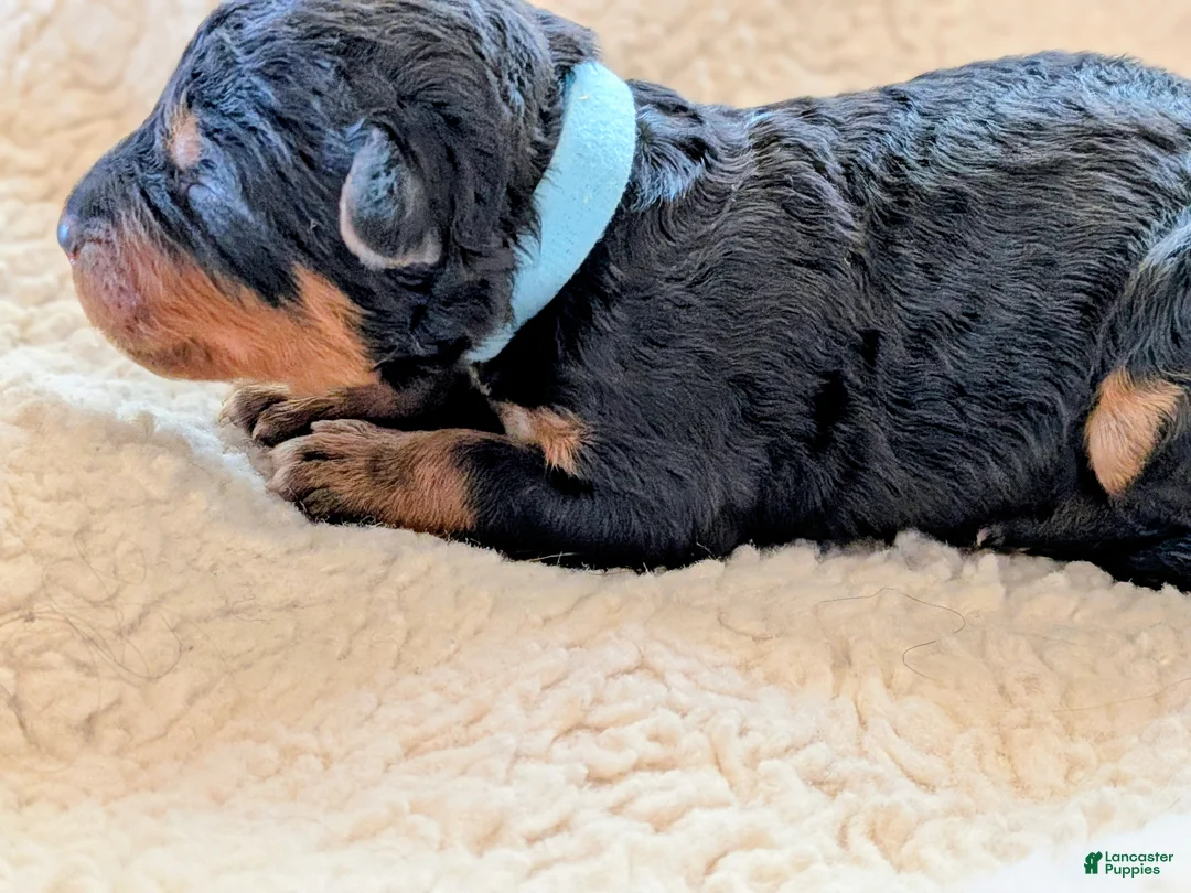 Mixed Breed dogs for sale: Goldador/Bernedoodle Puppy 11 - Ad 2