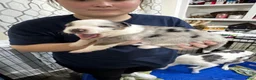 Mixed Breed dogs for sale: Mixed Breed 4 - Ad 9