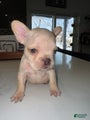 French Bulldog Puppy 8