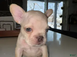 French Bulldog dogs French Bulldog Puppy 8 - Ad 26