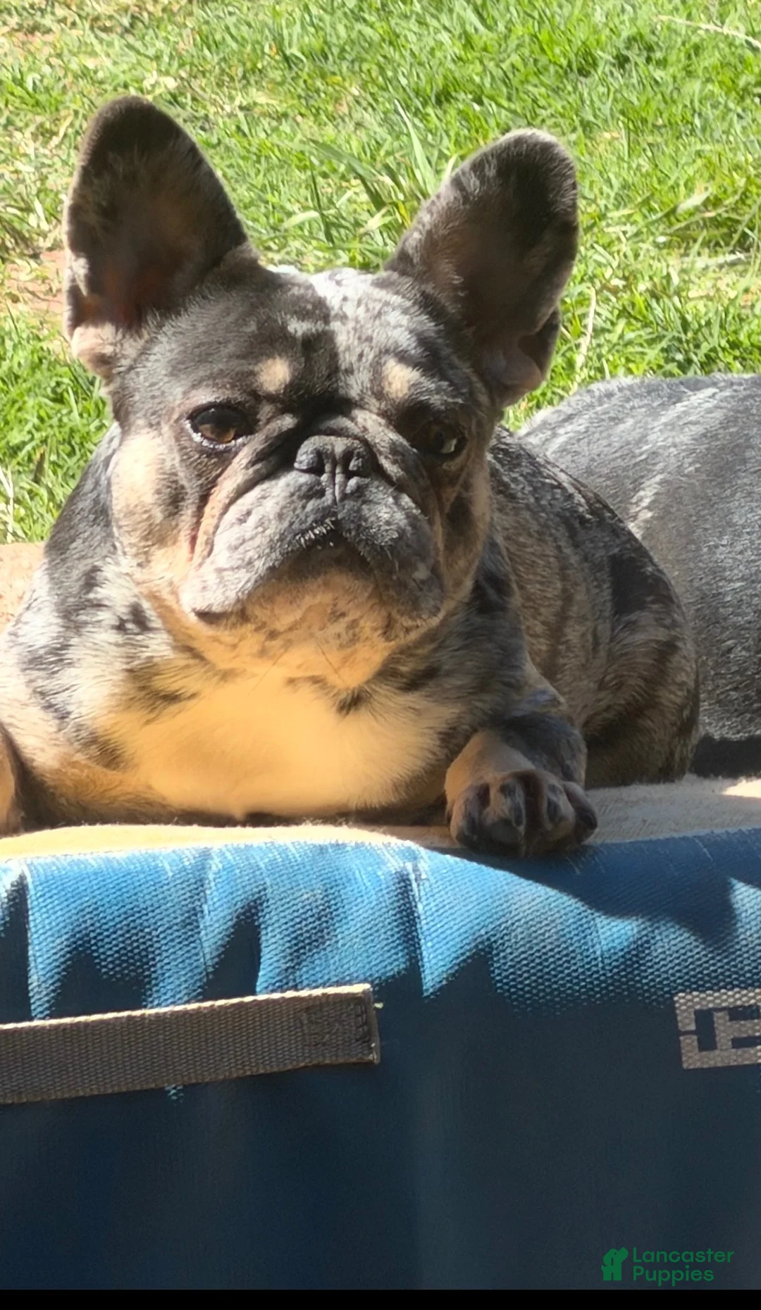 French Bulldog dogs for sale: French Bulldog 4 - Ad 2