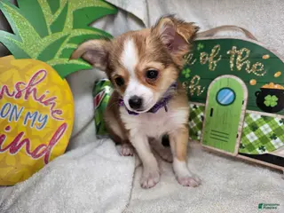 Chihuahua dogs Rangler LH - Ad 31