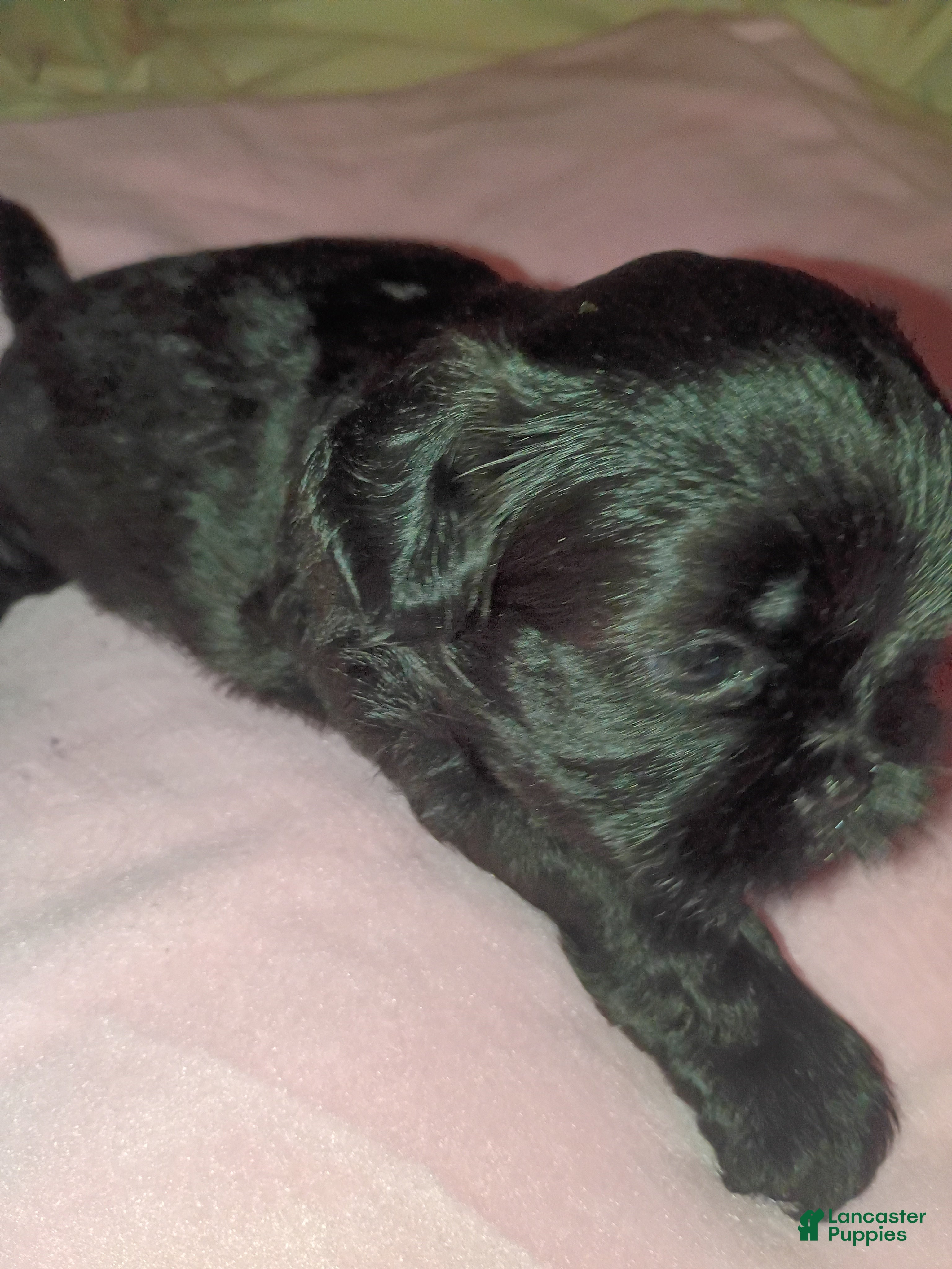 Shih Tzu dogs Shih Tzu 3 - Ad 1