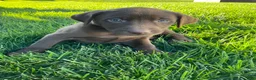 Labrador Retriever dogs for sale: Sadie - Ad 1