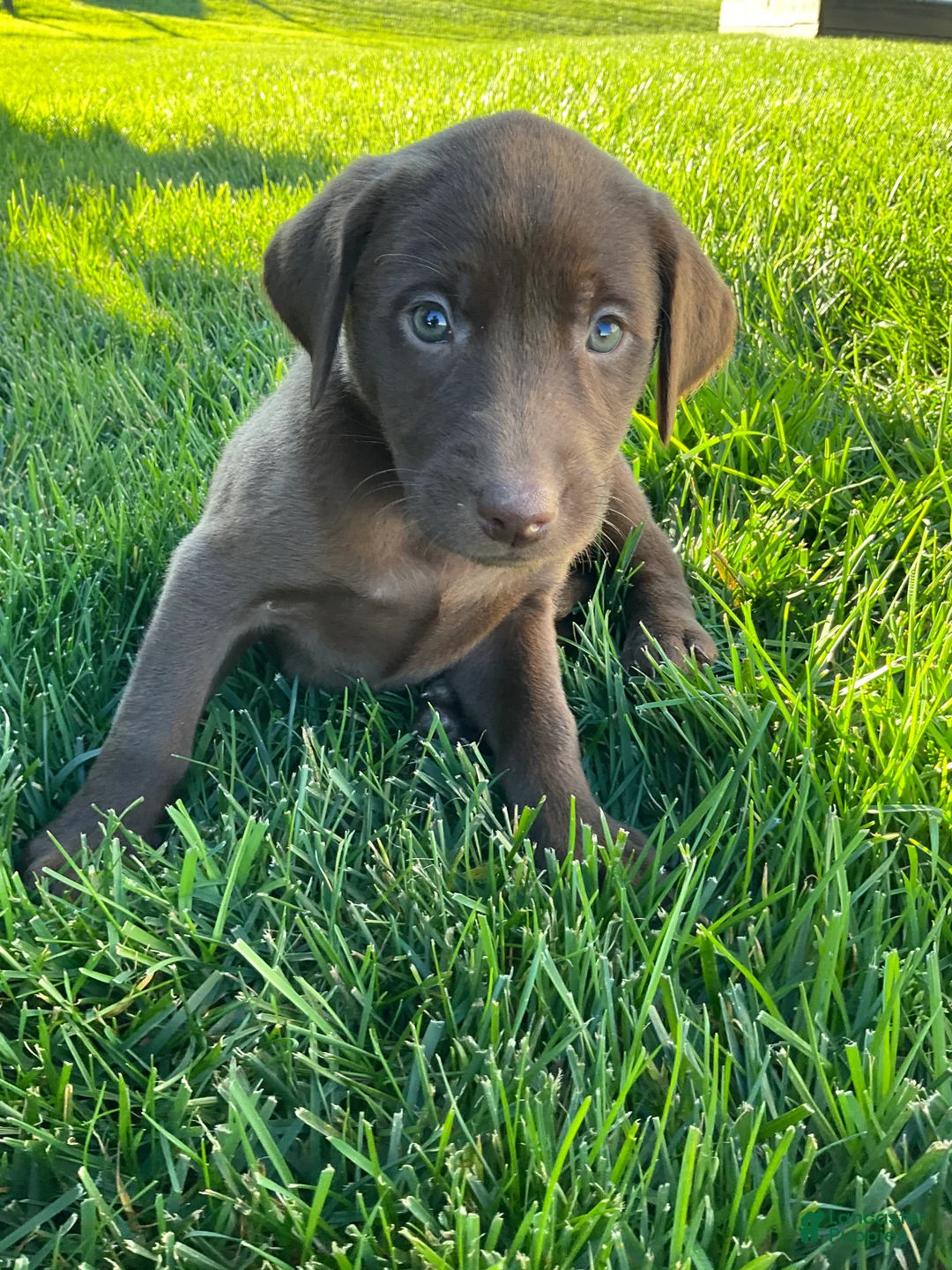Labrador Retriever dogs for sale: Sadie - Ad 1