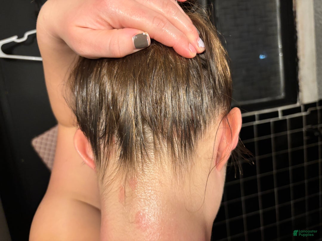 American Bully dogs for sale: Milli - Ad 16