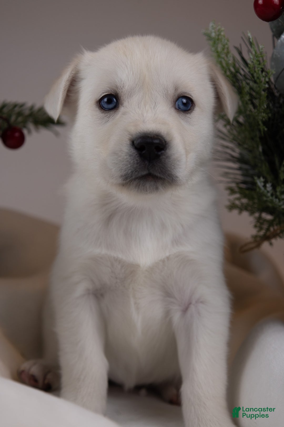 Goberian dogs for sale: Kodiak - Ad 2