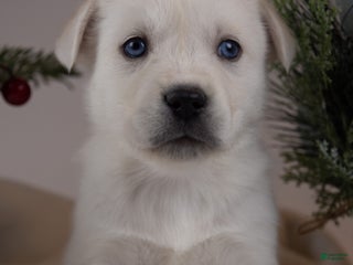 Goberian dogs Kodiak - Ad 15