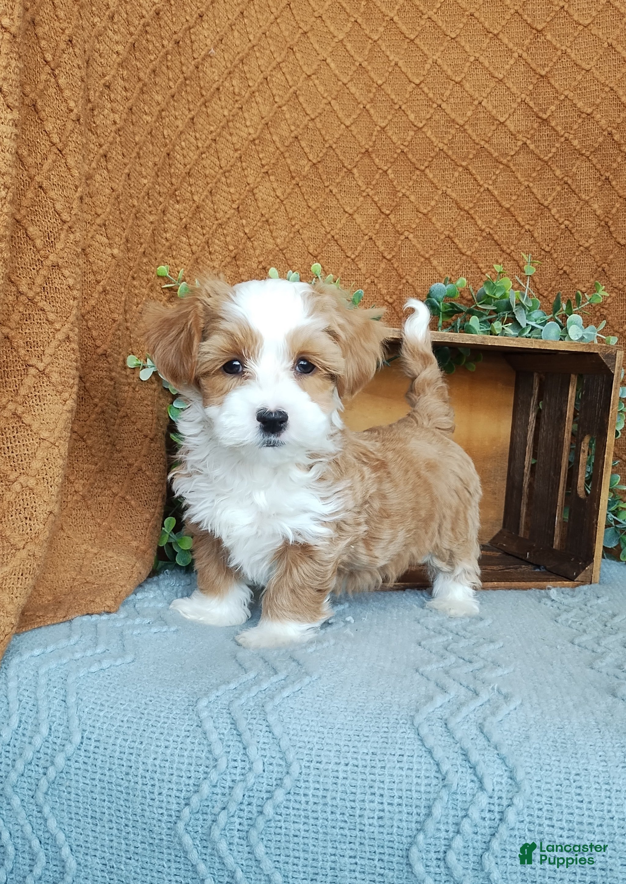 Havanese dogs Kasper  - Ad 26