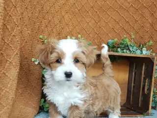 Havanese dogs Kasper - Ad 26