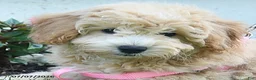 Bichpoo dogs for sale: Jade - Ad 3