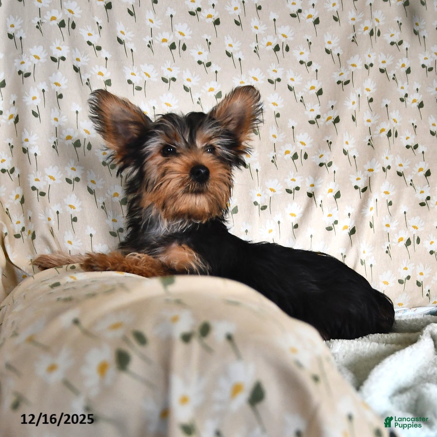 Yorkshire Terrier dogs Peter - Ad 10