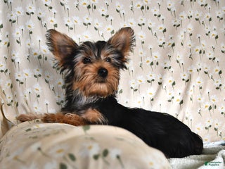 Yorkshire Terrier dogs Peter - Ad 40