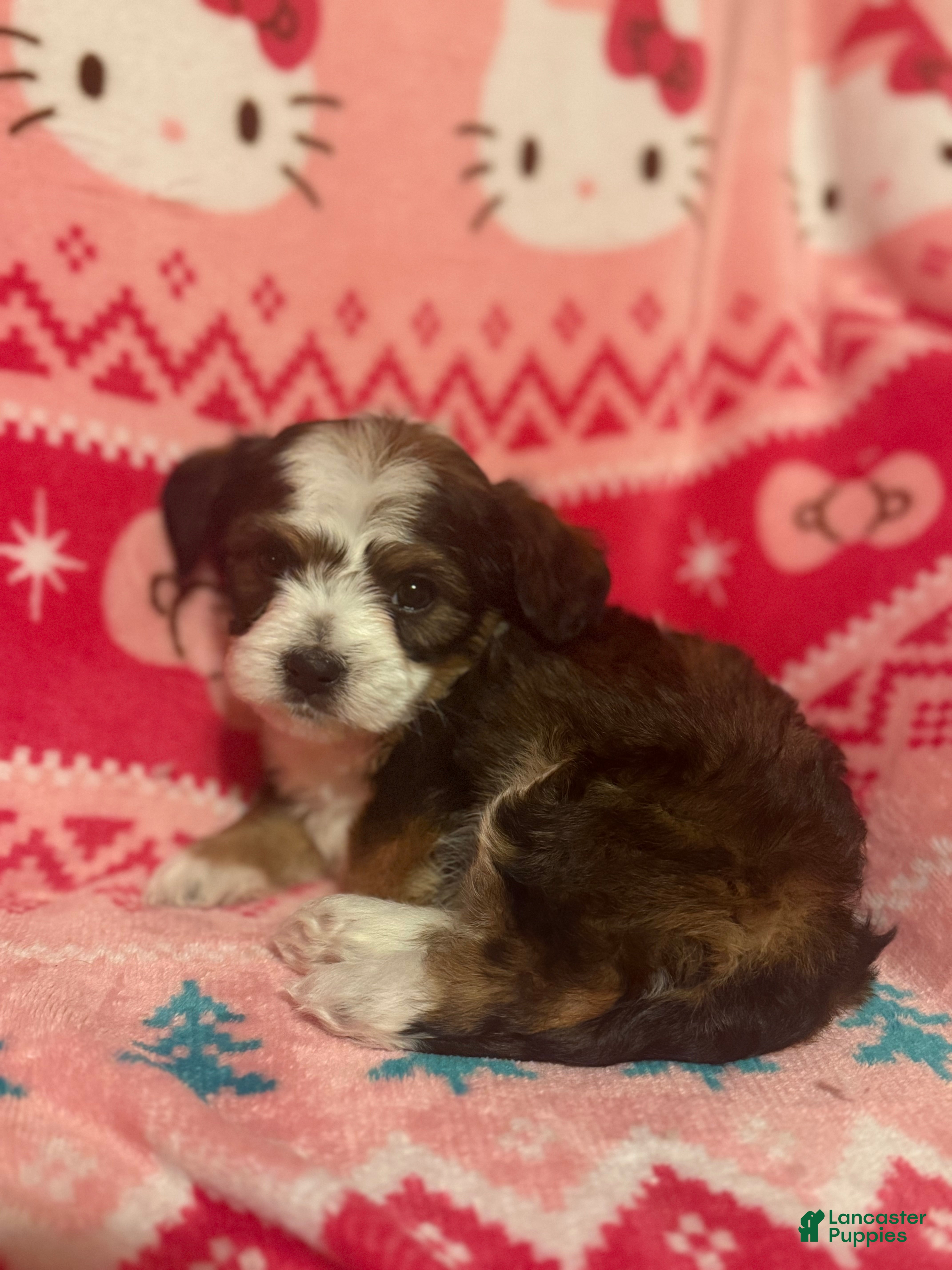 Mixed Breed dogs Mixed Breed Puppy 1 - Ad 8