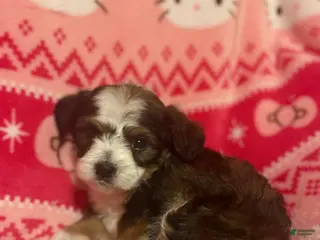 Mixed Breed dogs Mixed Breed Puppy 1 - Ad 8