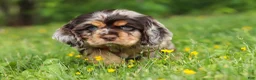 Cocker Spaniel dogs for sale: Asher - Ad 2