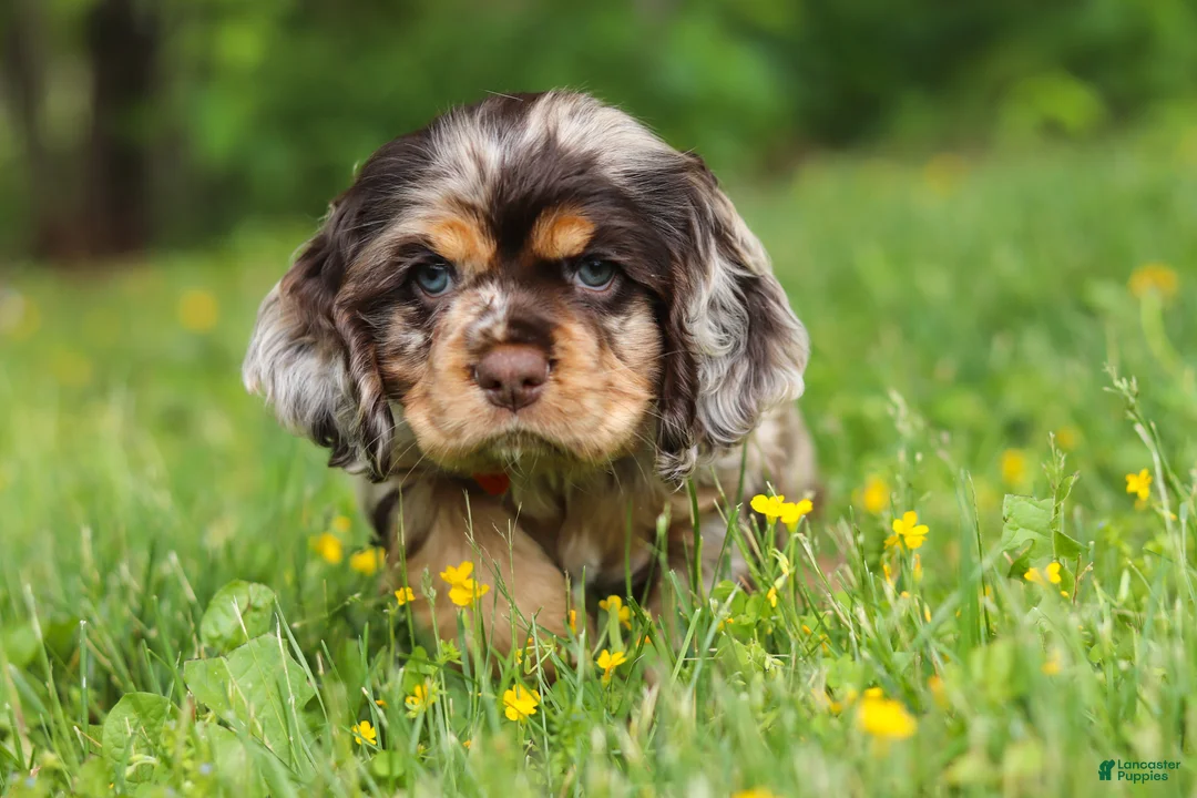 Cocker Spaniel dogs for sale: Asher - Ad 2