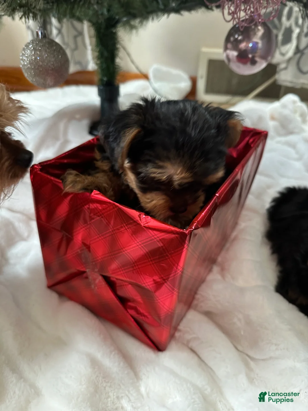 Yorkshire Terrier dogs for sale: Yorkshire Terrier Puppy 1 - Ad 2