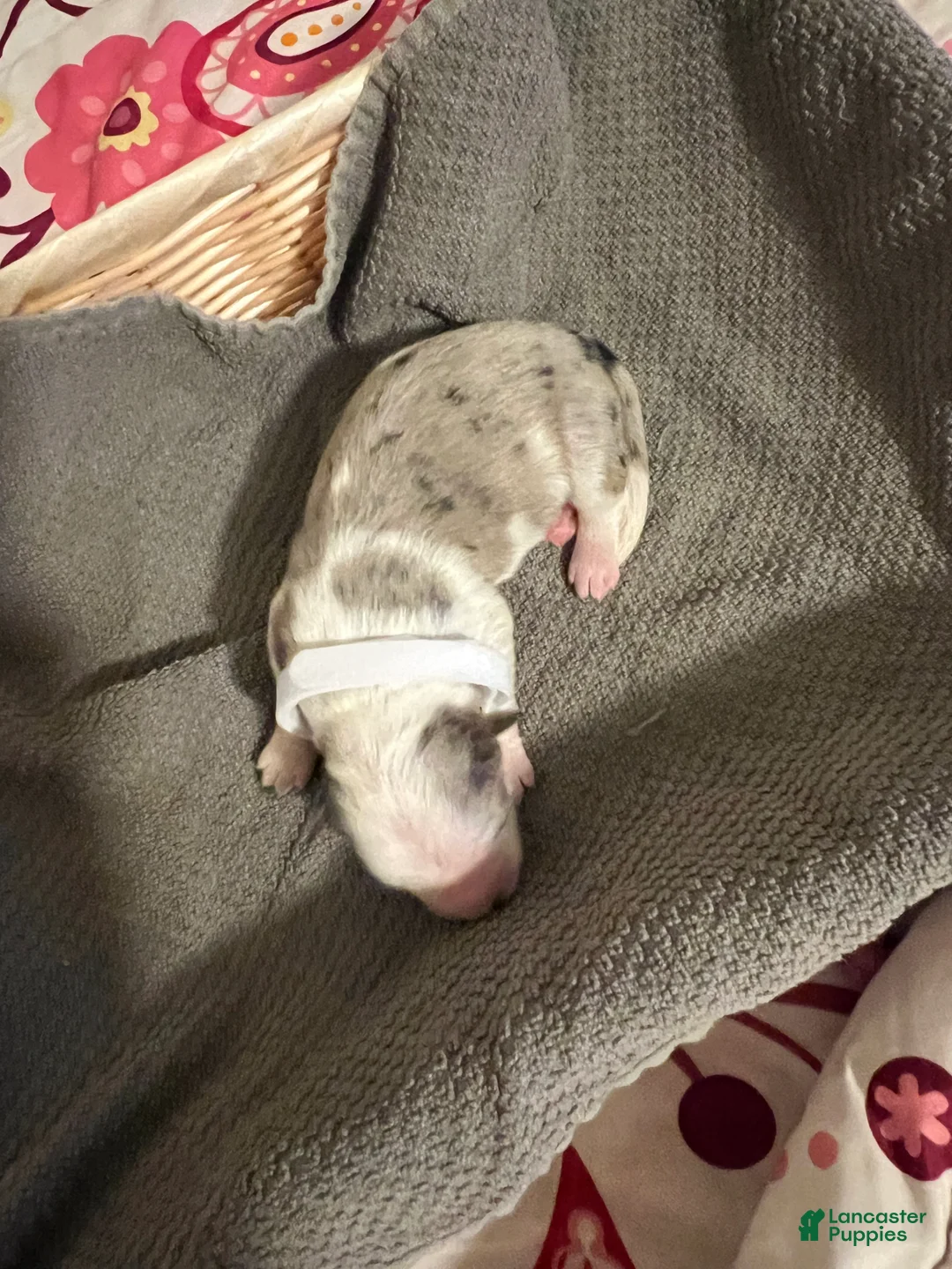 Mixed Breed dogs for sale: White - Ad 2