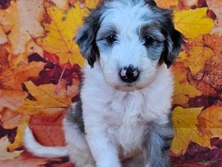 Mini Sheepadoodle dogs - Ad 5