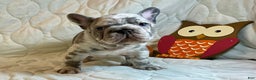 French Bulldog dogs for sale: Garmin - Ad 14