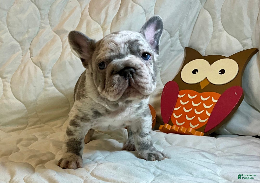 French Bulldog dogs for sale: Garmin - Ad 14