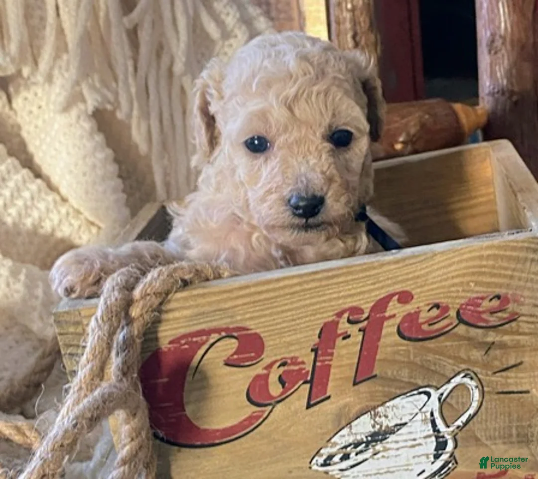 Toy Poodle dogs for sale: SWEET CAMERON  - Ad 12