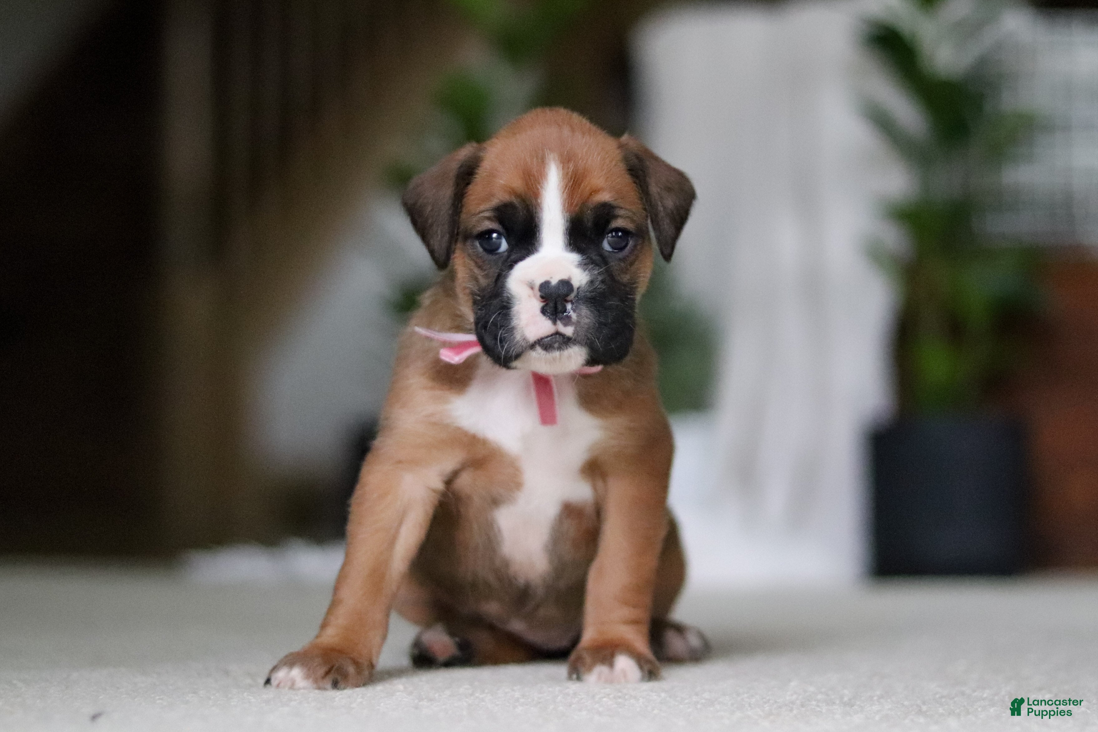Boxer dogs Sadie - Ad 5