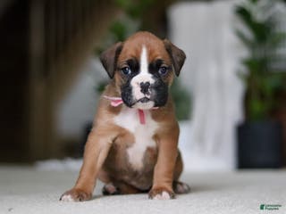 Boxer dogs Sadie - Ad 18