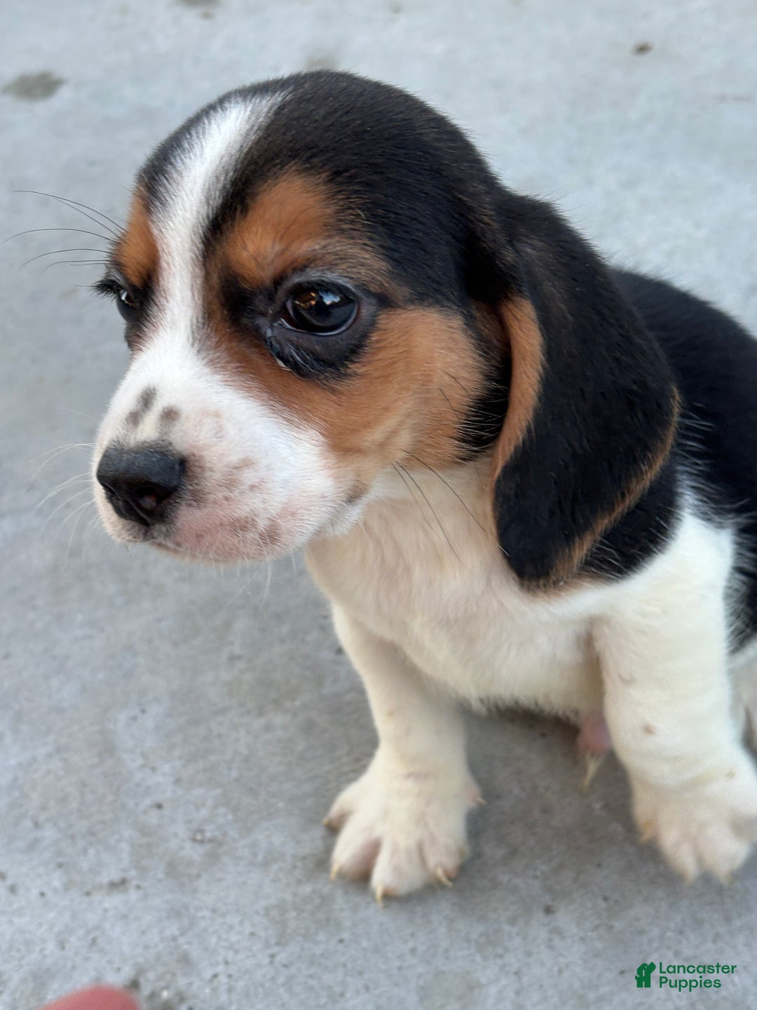 Beagle dogs for sale: Finn - Ad 12