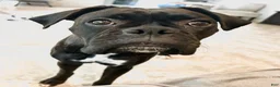 Boxer dogs for sale: Boxer 4  - Ad 2