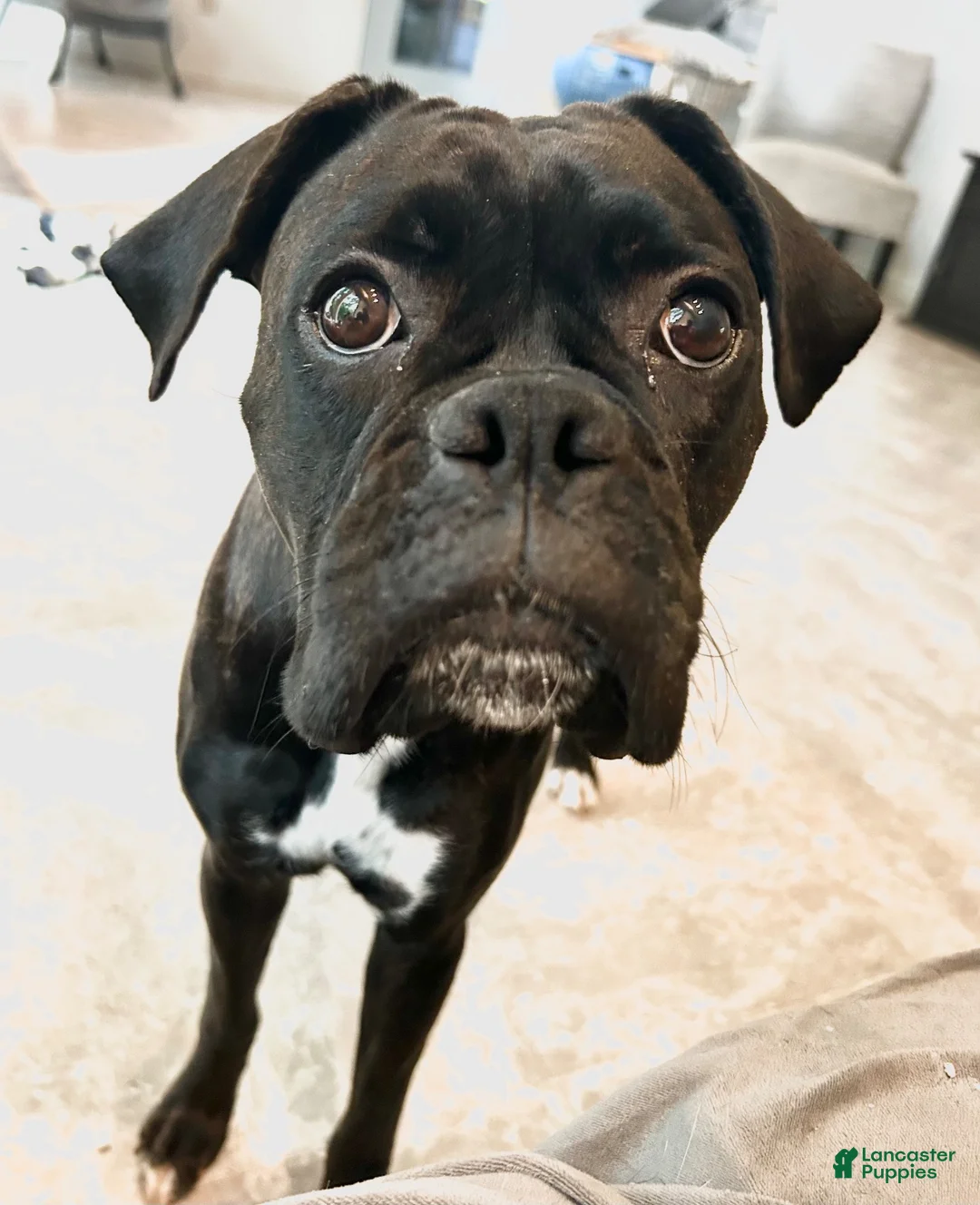 Boxer dogs for sale: Boxer 4  - Ad 2
