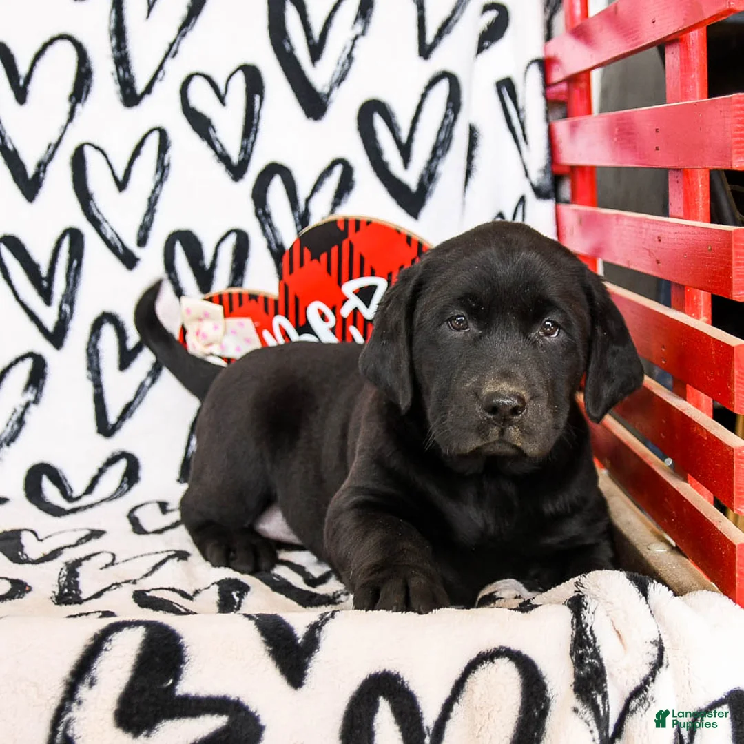 Labrador Retriever dogs for sale: Mocha - Ad 2