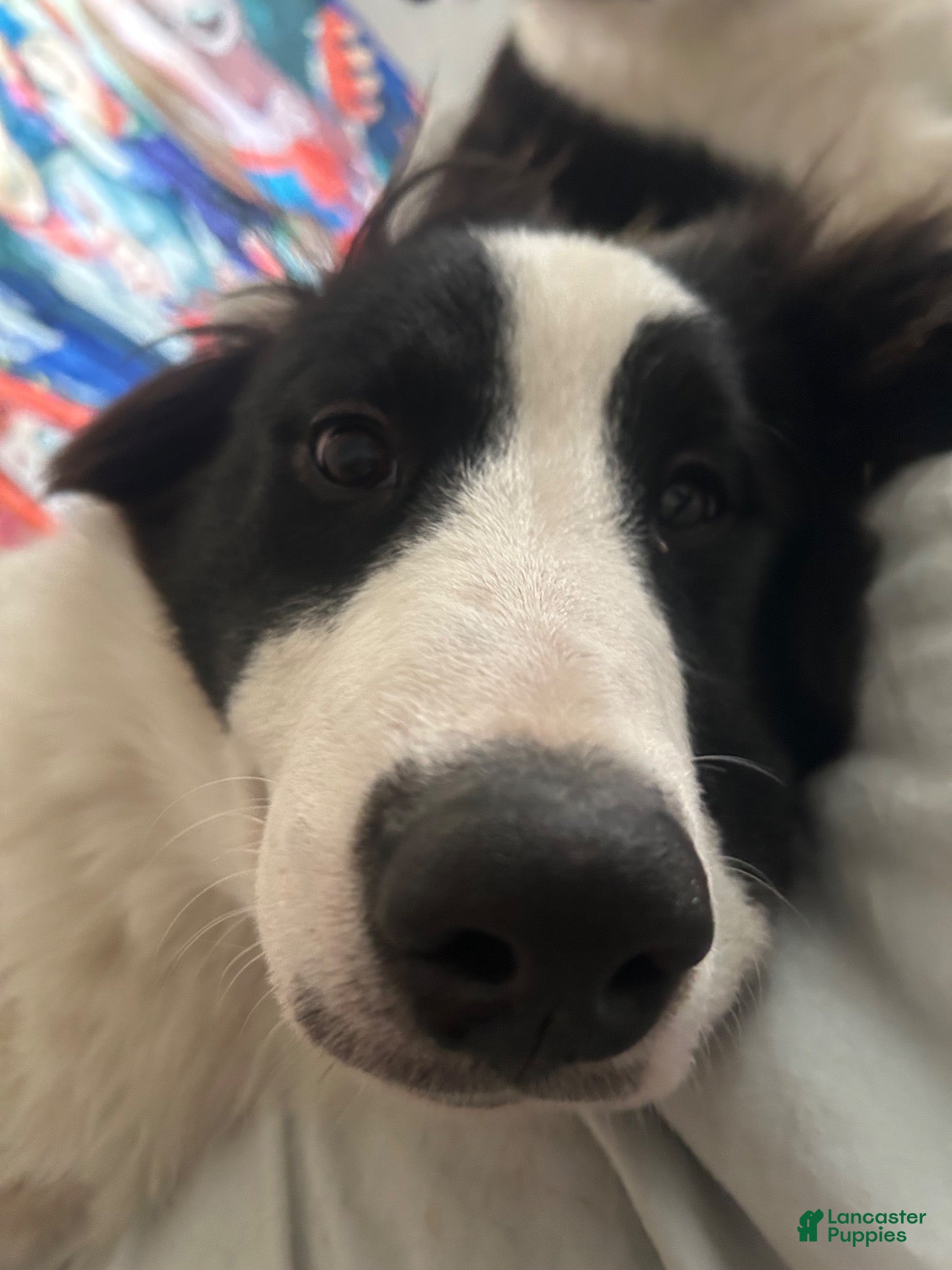 Mixed Breed dogs Burr - Ad 31