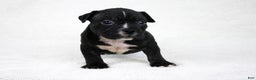 American Bully dogs for sale: Black Trindle Male - Ad 10