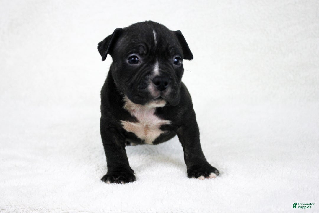 American Bully dogs for sale: Black Trindle Male - Ad 10