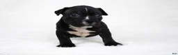 American Bully dogs for sale: Chocolate Merle Female - Ad 11