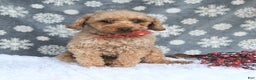 Maltipoo dogs for sale: Edgar - Ad 7