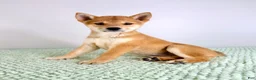 Shiba Inu dogs for sale: AKC Mei - Ad 5