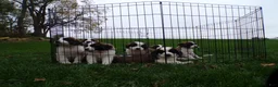 Saint Bernard dogs for sale: Skye - Ad 4