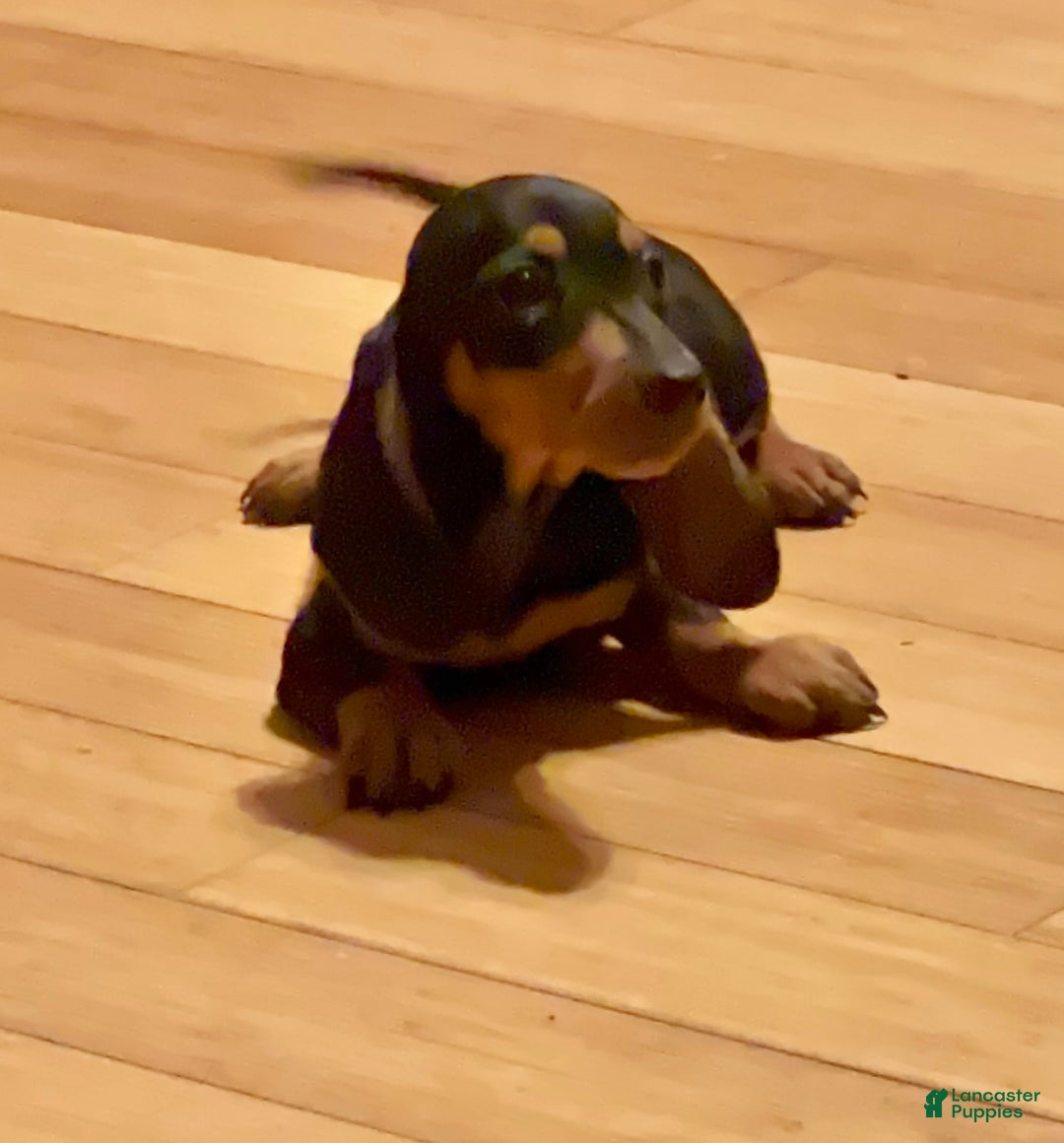 Miniature Dachshund dogs for sale: AKC am red ch - Ad 9