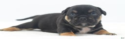 Mixed Breed dogs for sale: Knox tricolor bully puppy  - Ad 8